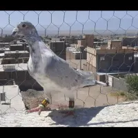 کبوتر سوسکی بزک  الماسیو کلاغ دمسفید|پرنده|سبزوار, ایزی شهر|دیوار