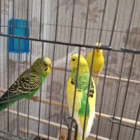 مرغ عشق خانگی به همراه قفس بزرگ پایه دار