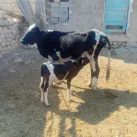 گوساله با گاو|حیوانات مزرعه|ابرکوه, |دیوار