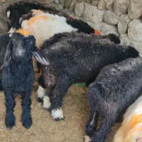 بره|حیوانات مزرعه|مسجد سلیمان, |دیوار