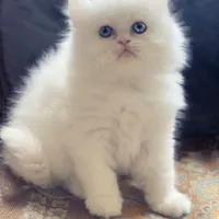 بچهگربه خونگی، اجتماعی و سالم