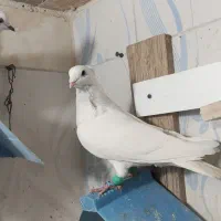 پرنده کبوتر رنگی دمبی|پرنده|اندیمشک, |دیوار