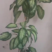 دیفن سر حال و زیبا وشیک