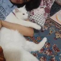 واگذاری گربه|گربه|اهواز, آریاشهر|دیوار