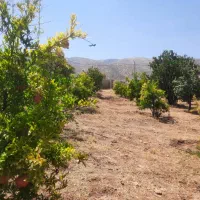 فروش وتهاتر باغچه سیاخ|فروش زمین و ملک کلنگی|شیراز, نجم آباد|دیوار