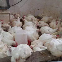 مرغ  و اکبرجوجه..