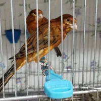 جوجه قناری سوخته سرخ