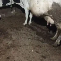 گاوگوساله|حیوانات مزرعه|امام, |دیوار