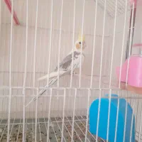 عروس هلندی لوتینو|پرنده|تهران, شهرک رضویه|دیوار