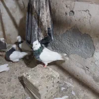 طوقی ولامل سرخ