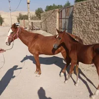 مادیون و کره عرب دم گیر|اسب و تجهیزات اسب‌سواری|مسجد سلیمان, |دیوار