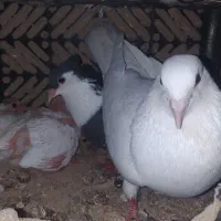 کبوتر طوقی و ساده