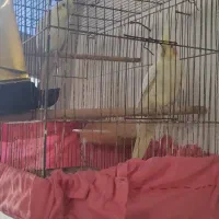 دو عدد عروس هلندی جفت