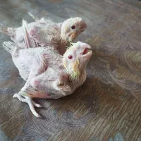 جوجه عروس هلندی سرلاکی