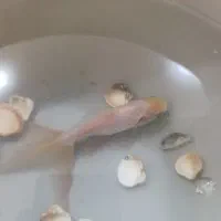 ماهی کوی با آنجل