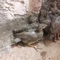 بلدرچین کوهی