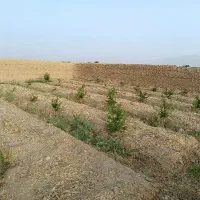 باغ-فروشی-جرم-افشار