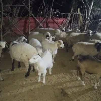 بره چاق کشتاری نر|حیوانات مزرعه|سیرجان, |دیوار