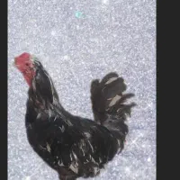خروس و مرغ گلین