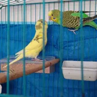 مرغ عشق فروشی|پرنده|خرمشهر, |دیوار