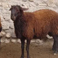 بره ۶۰ کیلویی افشاری کیلویی ۷۳۰