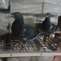 جوجه پلاکی هیچ پر|پرنده|اهواز, پردیس|دیوار