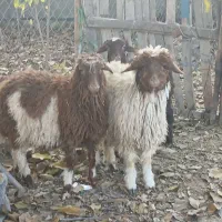 ۳عدد بره|حیوانات مزرعه|ملکشاهی, |دیوار