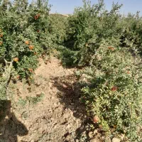 باغ انار سر سبز و پر محصول|فروش خانه و ویلا|تهران, امیریه|دیوار