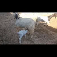 فروش فوری