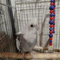 عروس هلندی با جوجه