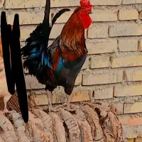 محلی|حیوانات مزرعه|سوسنگرد, |دیوار