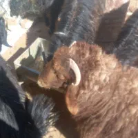 کهره وبره نر‌چاق