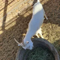 دوعددبز ثانن جوان ابستن|حیوانات مزرعه|گلپایگان, |دیوار