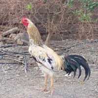 خروس لاری رودان