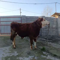 سیمینتال|حیوانات مزرعه|رشت, نامجو|دیوار