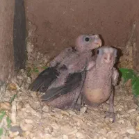 جوجه هلندی