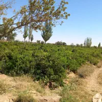 باغ-انگور
