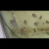 ماهی فلاور هورن تعداد زیاد 20هزار الی 300هزار|ماهی|مشهد, رسالت|دیوار