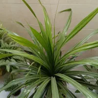 گل طبیعی|گل و گیاه طبیعی|شیراز, کوشک میدان|دیوار