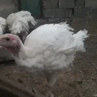 بوقلمون بیوتی ۶