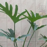 حراج گل
