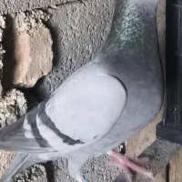 پلاکی مسافت بالا.به شرط رهاب
