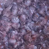 پیاز زعفران ششتمد|عمده‌فروشی|ششتمد, |دیوار