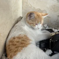 واگزاری گربه رایگان|گربه|تهران, بلوار کشاورز|دیوار