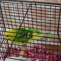 مرغ عشق. نر مست