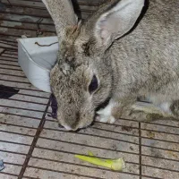 خرگوش.ابستن