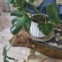 گل برگ انجیر سالم و سرحال