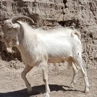 تکه سانن اصل فرانسوی|حیوانات مزرعه|قائن, |دیوار