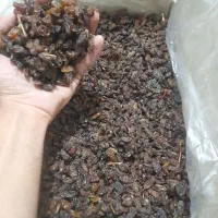 کشمش آفتابی آبگیری خلیل آباد کاشمر