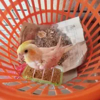 عروس|پرنده|اصفهان, گلستان|دیوار